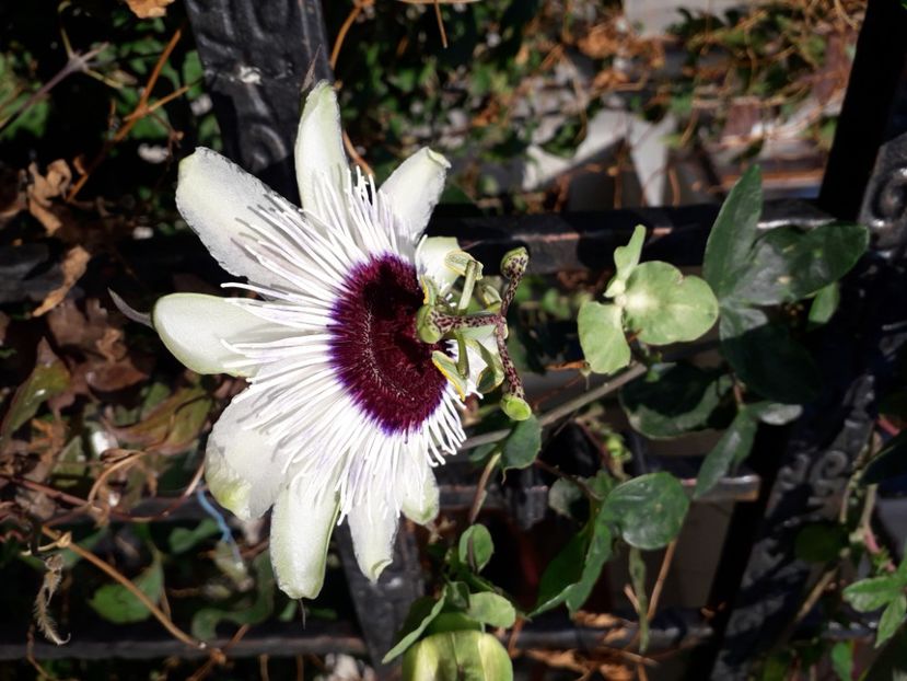  - Talmeș balmeș 2020