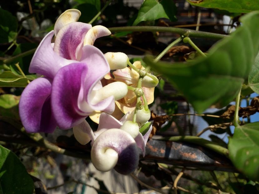  - Talmeș balmeș 2020