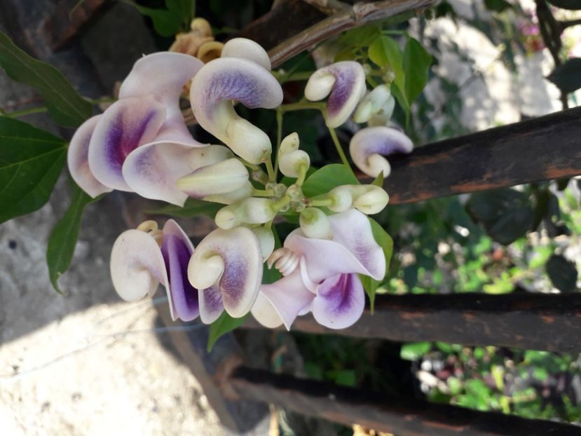  - Talmeș balmeș 2020