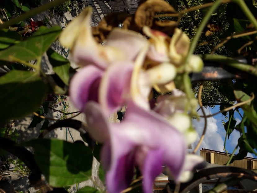  - Talmeș balmeș 2020