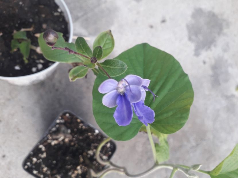  - Talmeș balmeș 2020