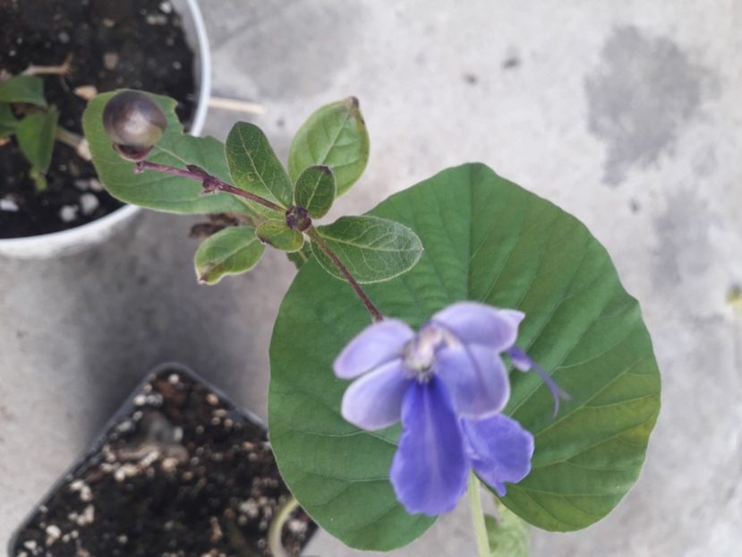  - Talmeș balmeș 2020