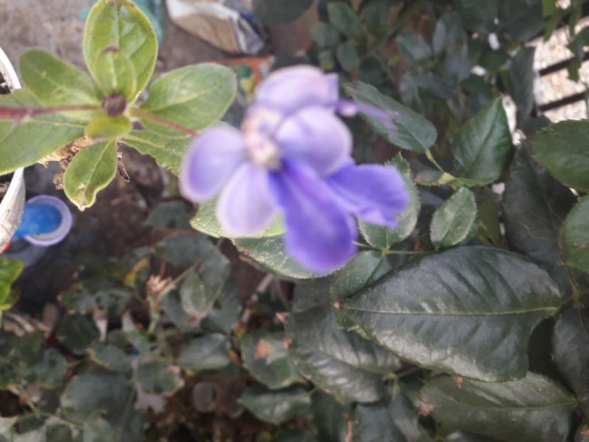  - Talmeș balmeș 2020