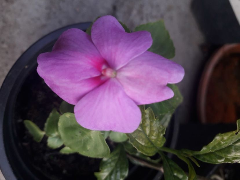  - Talmeș balmeș 2020