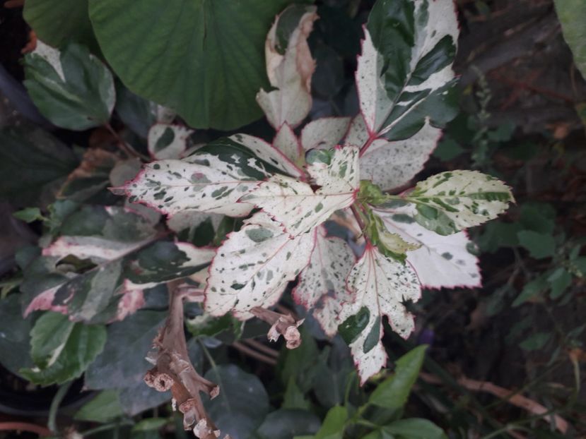  - Talmeș balmeș 2020