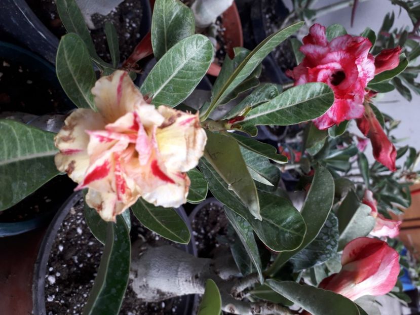  - Talmeș balmeș 2020