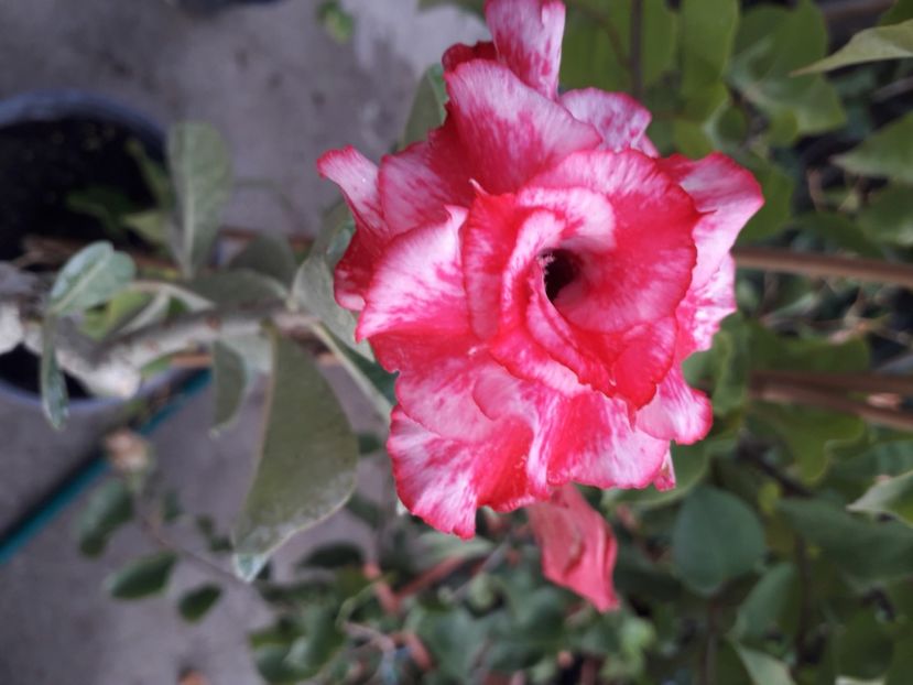  - Talmeș balmeș 2020