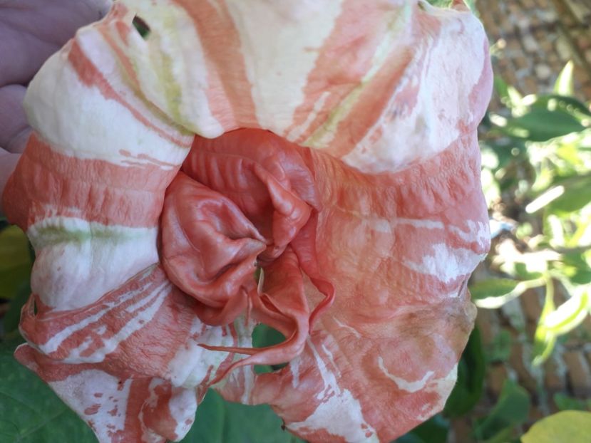  - Talmeș balmeș 2020