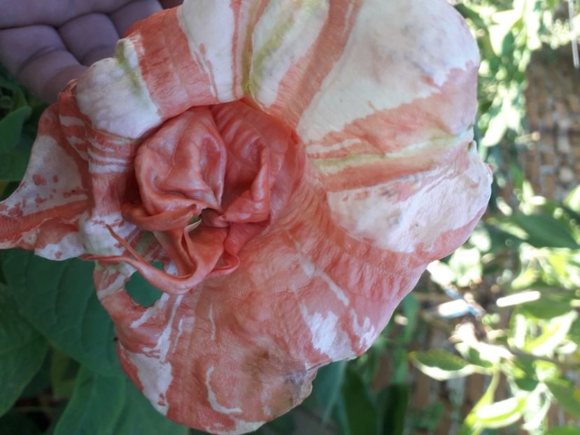  - Talmeș balmeș 2020