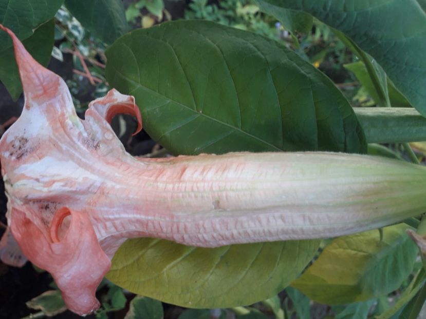  - Talmeș balmeș 2020