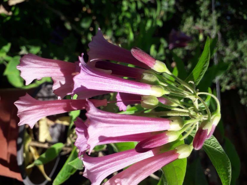  - Talmeș balmeș 2020