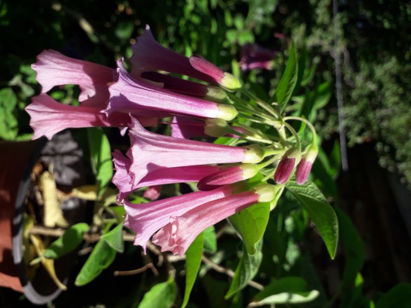  - Talmeș balmeș 2020