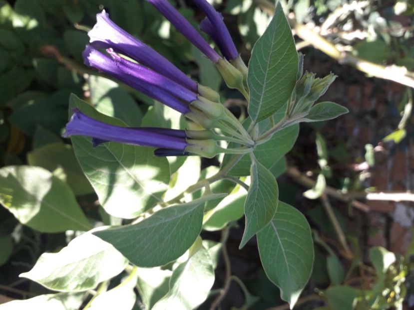  - Talmeș balmeș 2020