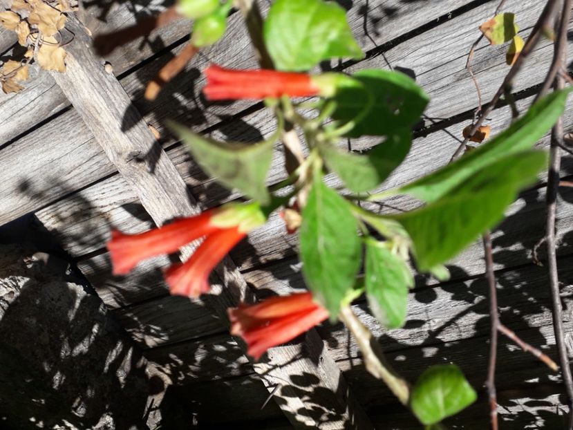  - Talmeș balmeș 2020