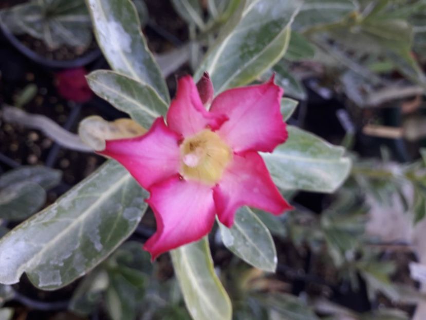  - Talmeș balmeș 2020