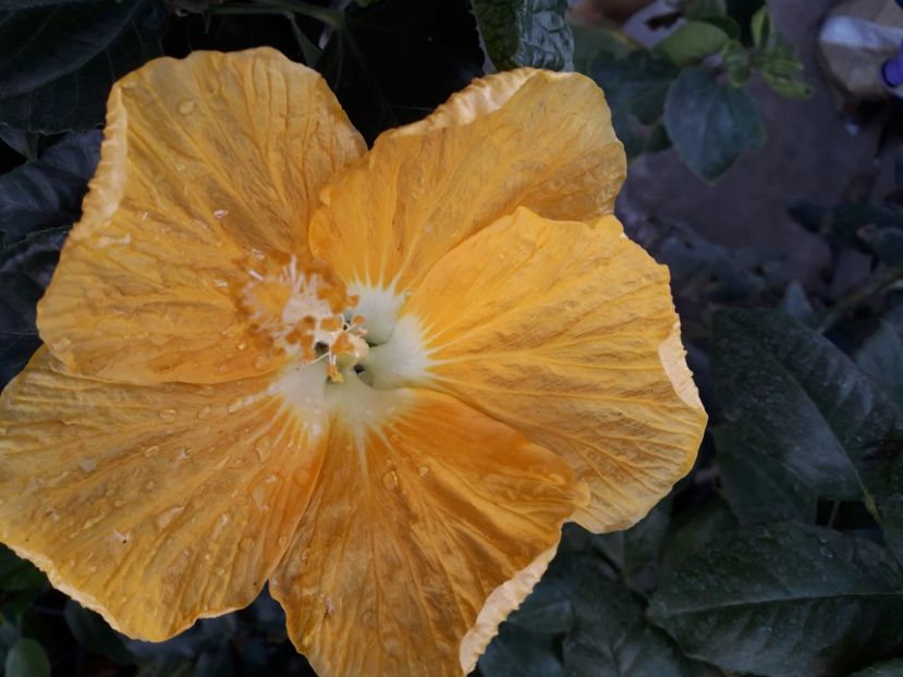  - Talmeș balmeș 2020