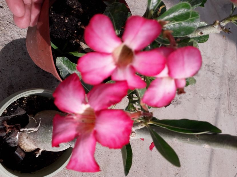  - Talmeș balmeș 2020