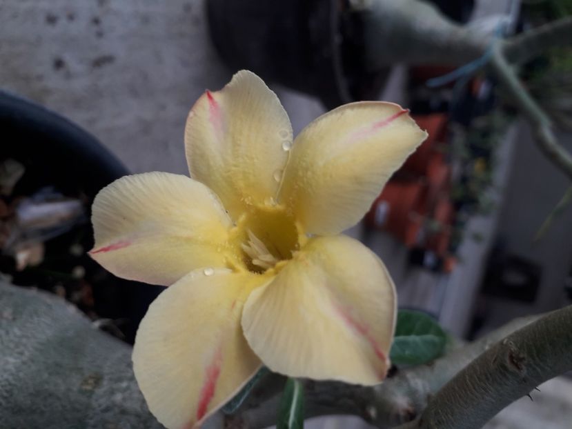  - Talmeș balmeș 2020