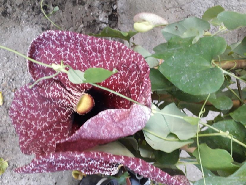  - Talmeș balmeș 2020