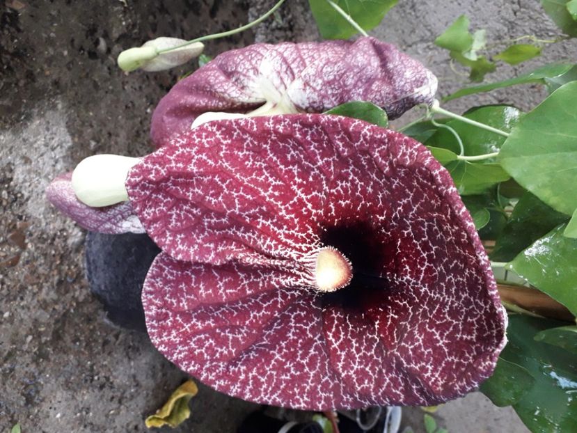  - Talmeș balmeș 2020