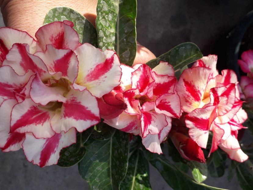  - Talmeș balmeș 2020