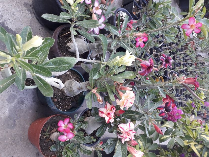  - Talmeș balmeș 2020