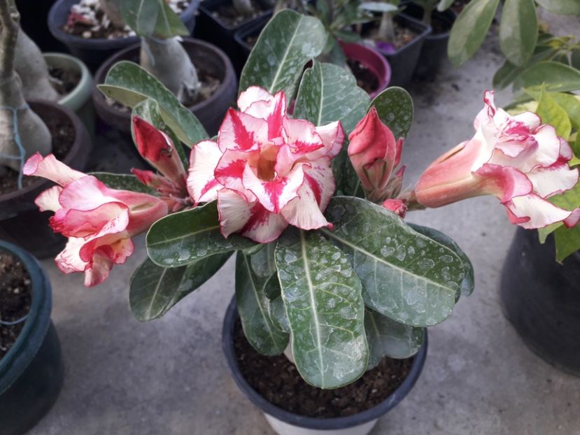  - Talmeș balmeș 2020