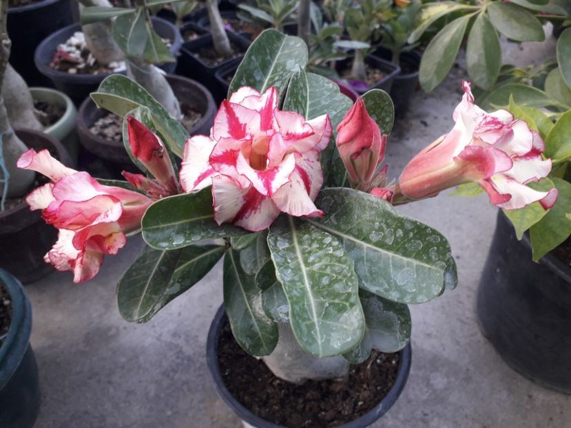  - Talmeș balmeș 2020