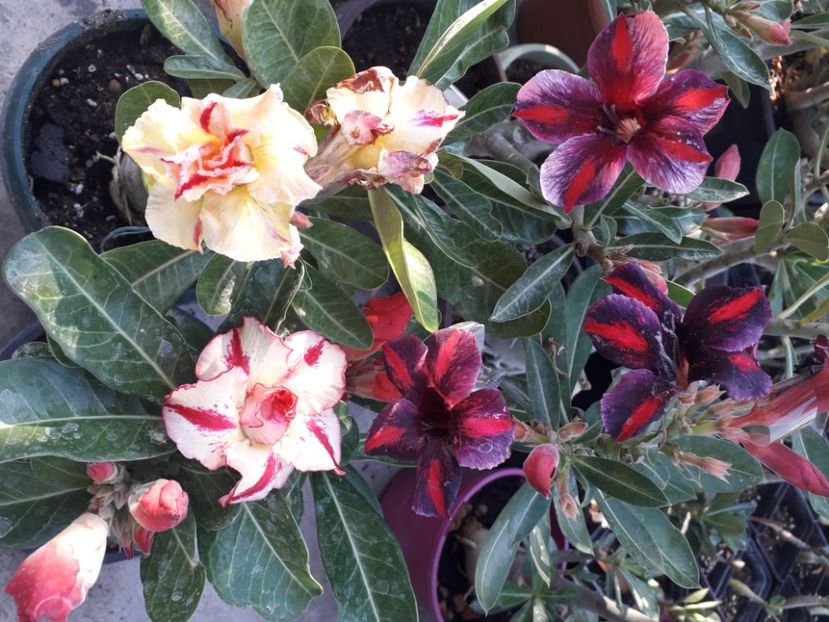  - Talmeș balmeș 2020