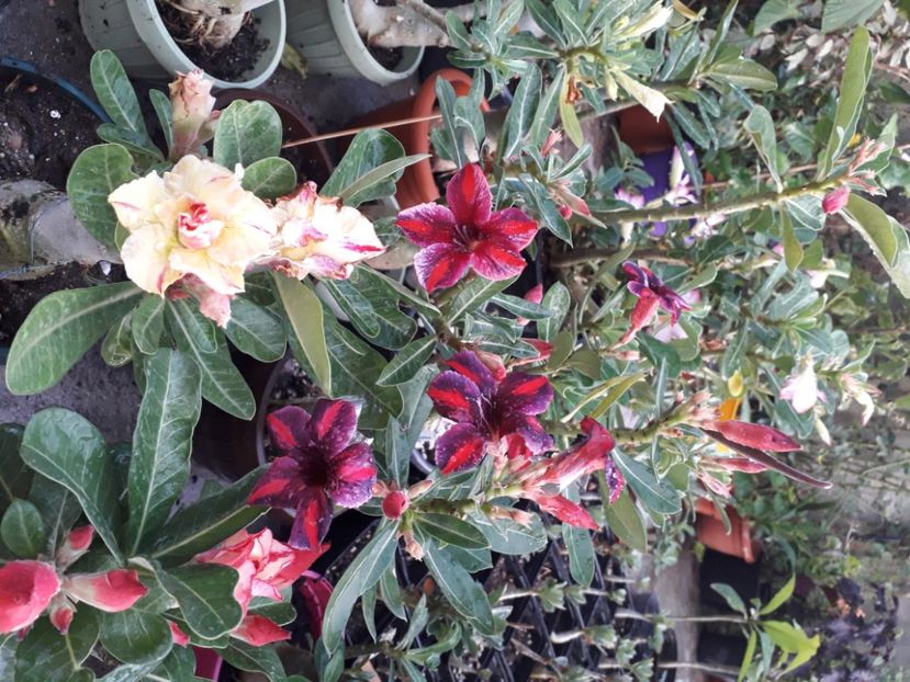  - Talmeș balmeș 2020