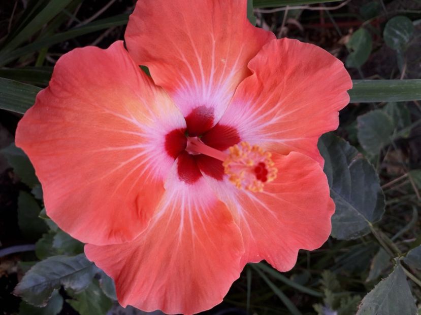  - Talmeș balmeș 2020