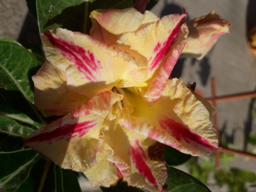  - Talmeș balmeș 2020