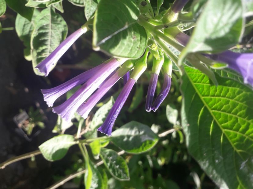  - Talmeș balmeș 2020