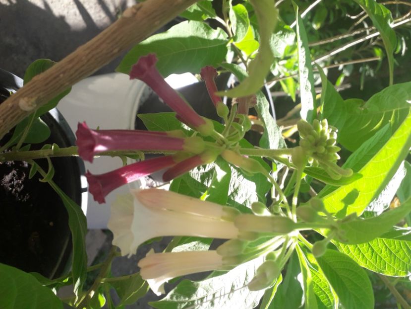  - Talmeș balmeș 2020