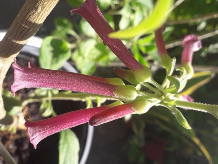  - Talmeș balmeș 2020