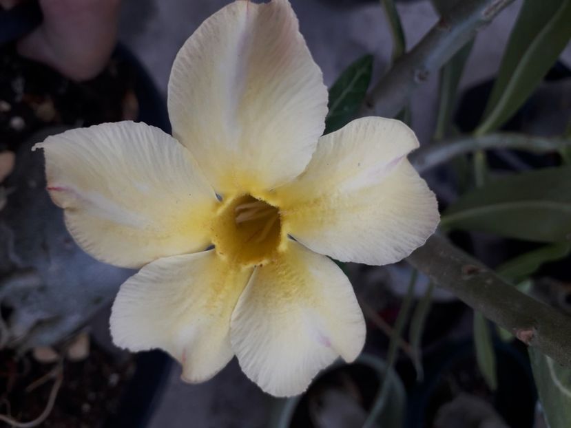  - Talmeș balmeș 2020