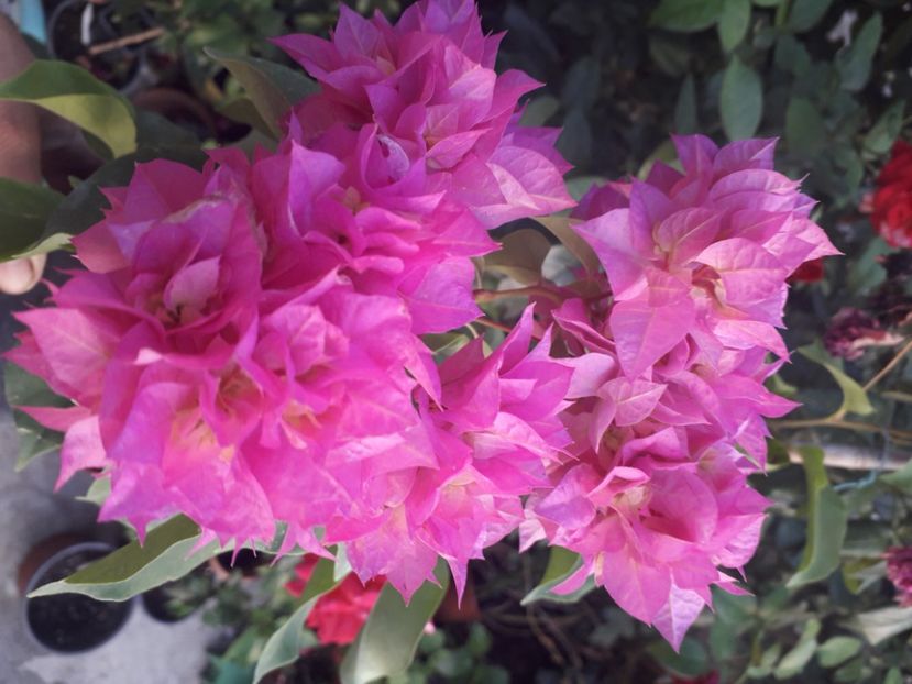  - Talmeș balmeș 2020