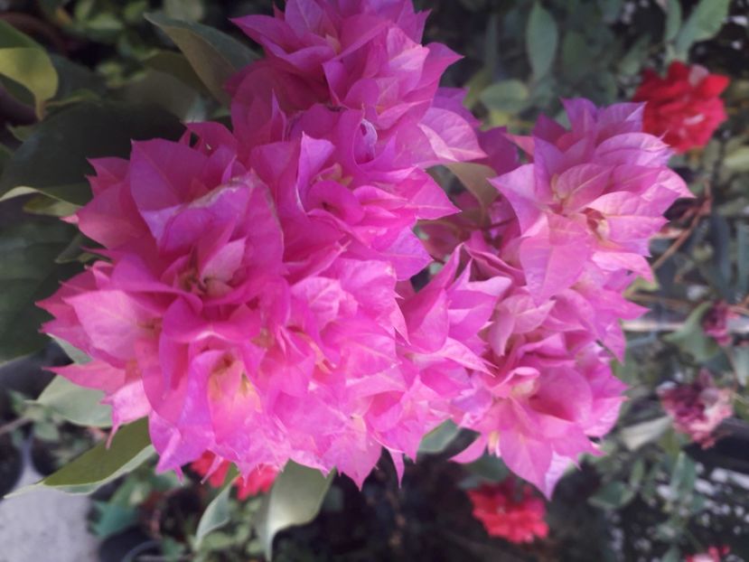  - Talmeș balmeș 2020