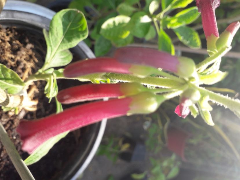  - Talmeș balmeș 2020