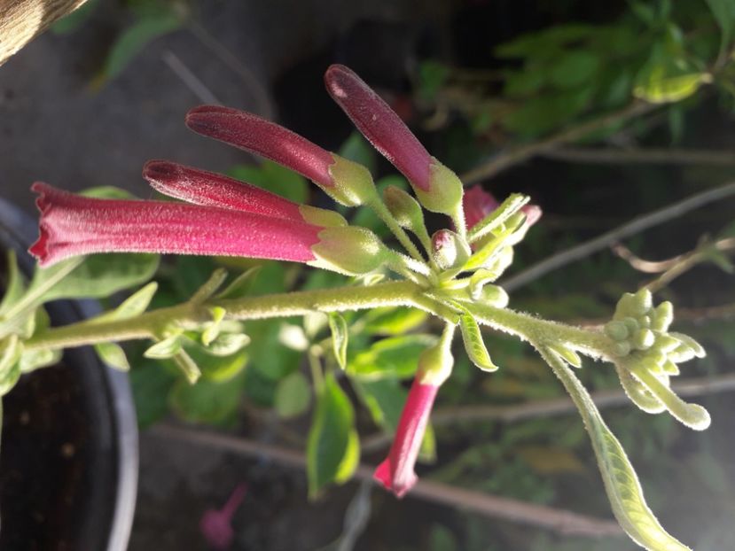  - Talmeș balmeș 2020