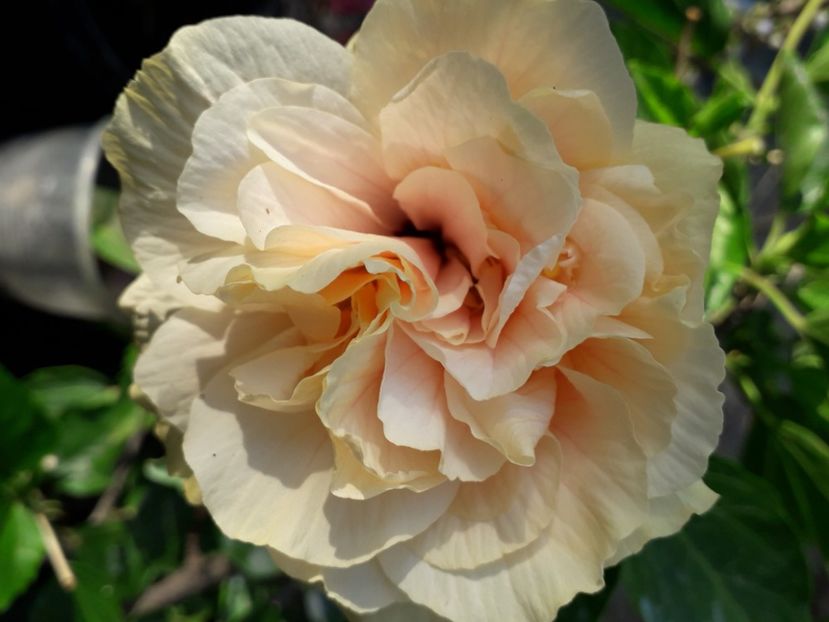  - Talmeș balmeș 2020