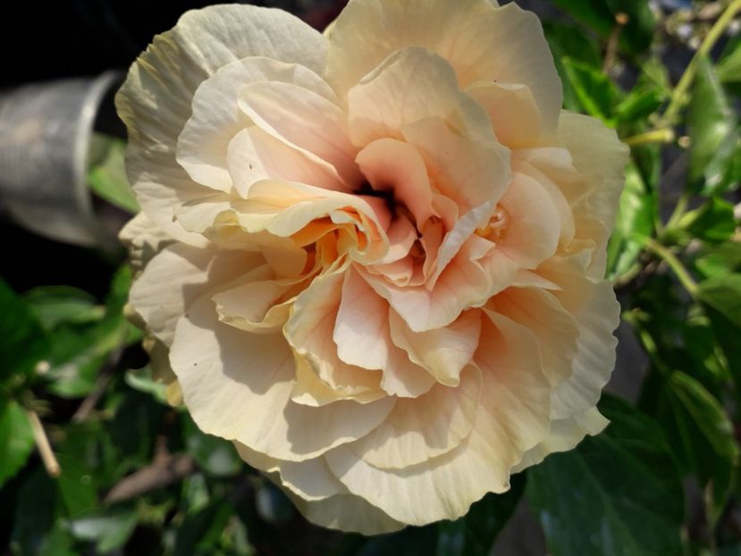  - Talmeș balmeș 2020