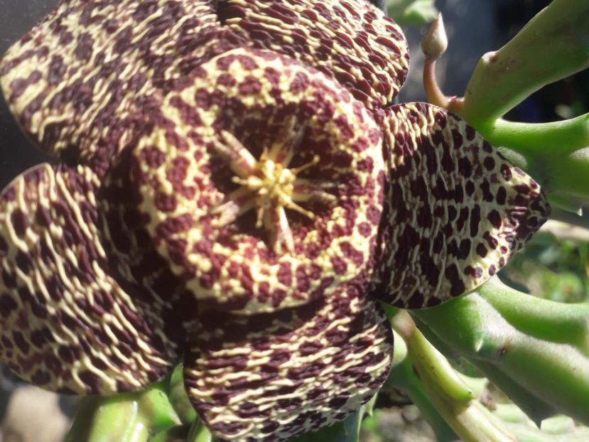  - Talmeș balmeș 2020