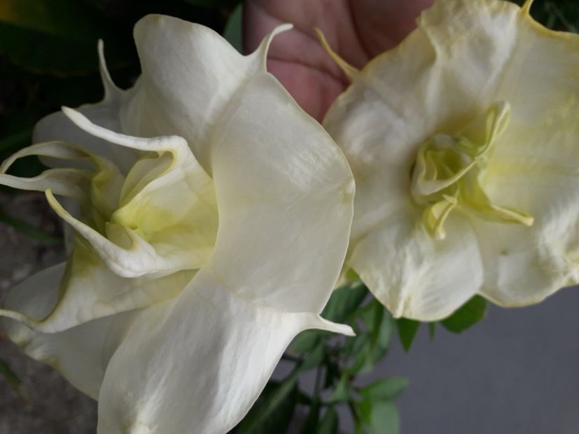  - Talmeș balmeș 2020