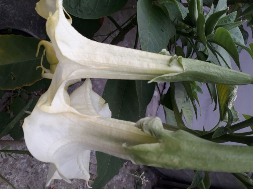  - Talmeș balmeș 2020