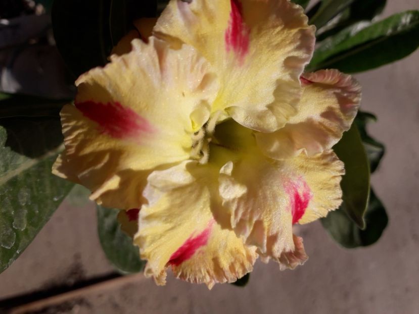  - Talmeș balmeș 2020