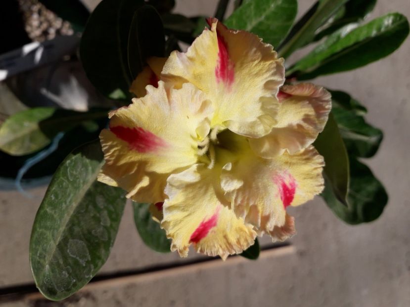  - Talmeș balmeș 2020