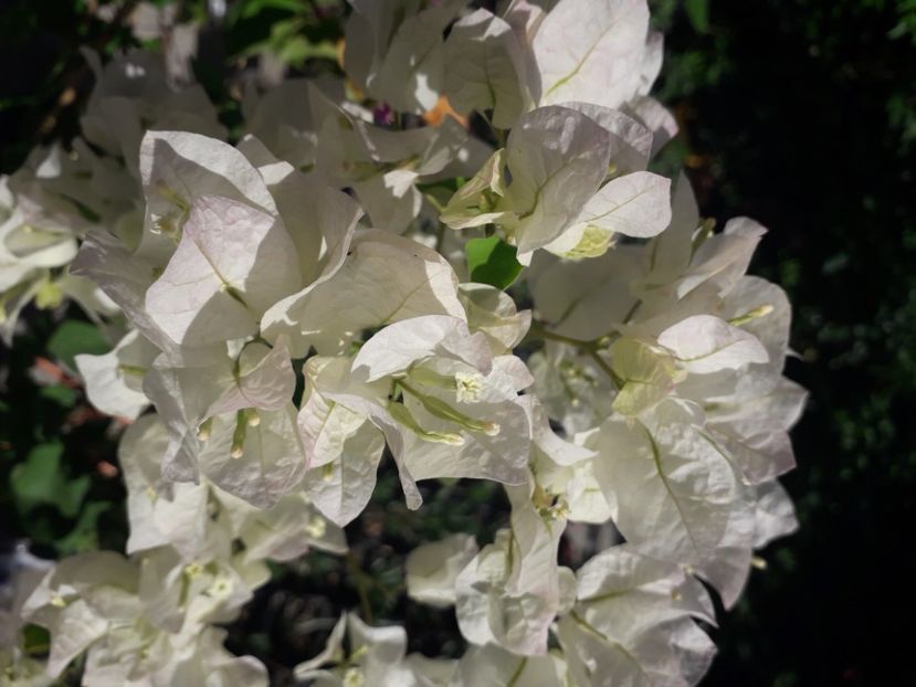  - Talmeș balmeș 2020