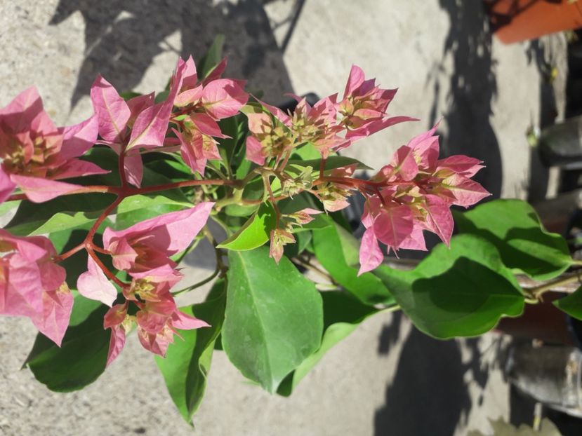  - Talmeș balmeș 2020