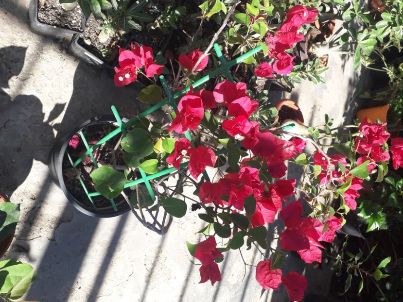  - Talmeș balmeș 2020